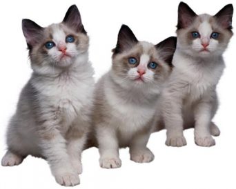 6 most frequently asked questions regarding your new kitten – part I Image